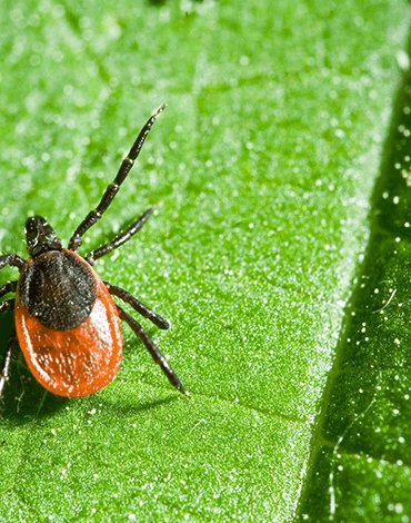 RIVM Tick bite awareness app - DTT apps